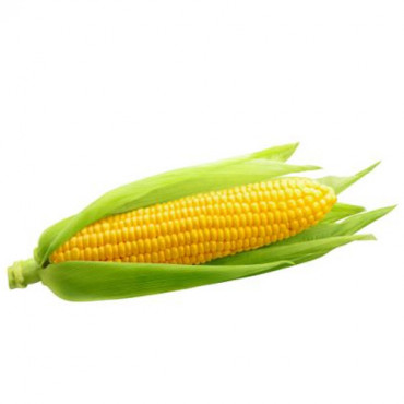 Sweet Corn 1 Pc